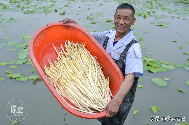 湖北农民种植藕带20多年，从湖里到北京餐桌只要40小时