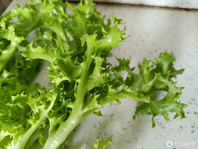 苦菊很好养，长得蓬勃又茁壮，摘来炒菜味道好，吃的多了还清肠