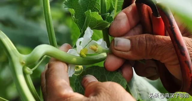 文玩小葫芦种植注意：适时播种，经常搭架打顶闷尖