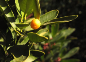 农村的暴利种植项目——种一斤能卖30块，轻松月赚五...