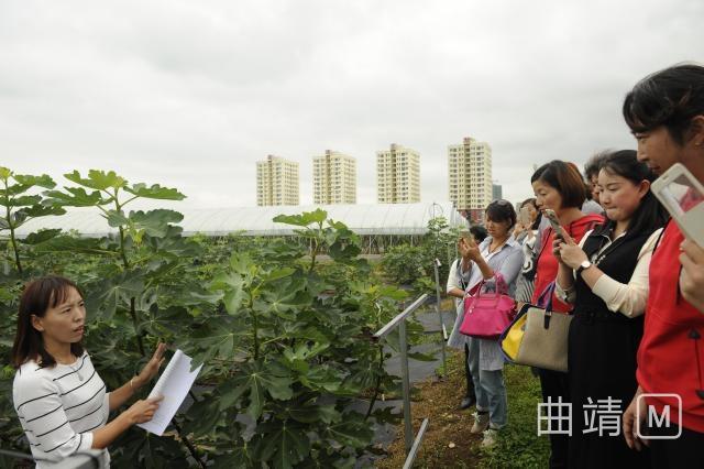 沾益区发展观光农业采摘农业多方受益