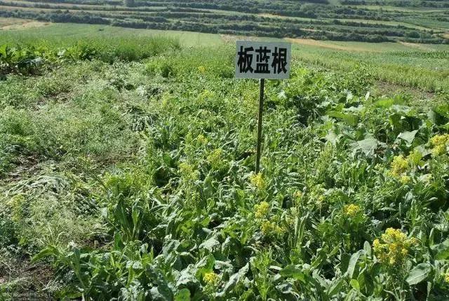 中药材行业为什么会迎来种植热潮？前景虽好，种植仍需谨慎