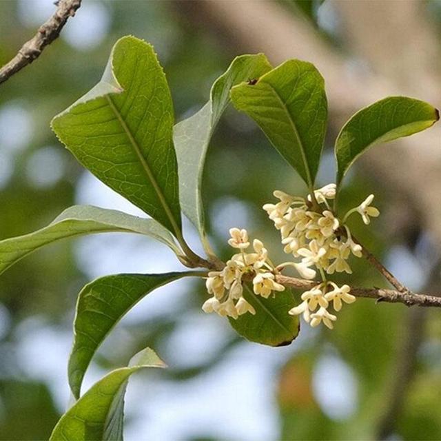 桂花树的种养植技术方法和注意事项