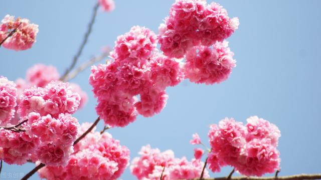 红叶樱花栽培技术，采用嫁接模式做好生长的基础，促进樱花成活率