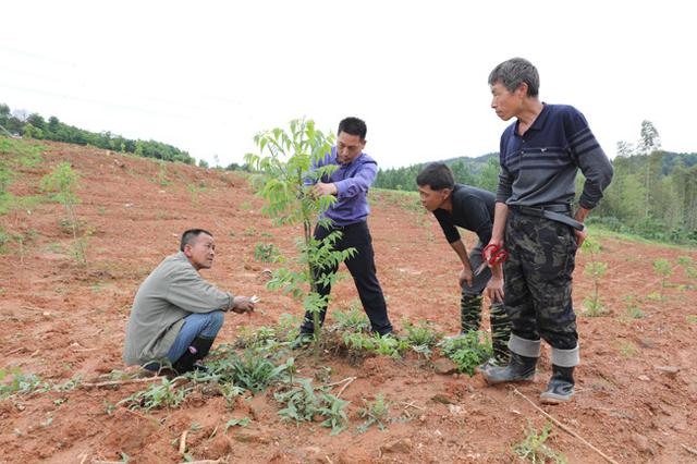 江西东乡：种植薄壳山核桃示范林 构建现代农业产业综合体