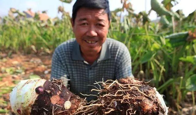 要想芋头种植产量大、品质高、收益好，这些种植管理技巧要知道