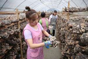 云南香菇种植基地(云南宁洱：香菇扶贫车间助农脱贫增收)