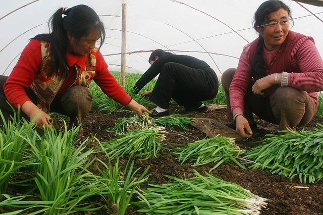 传统粮食作物效益过低，农民种田不赚钱，种植经济作物成“新宠”