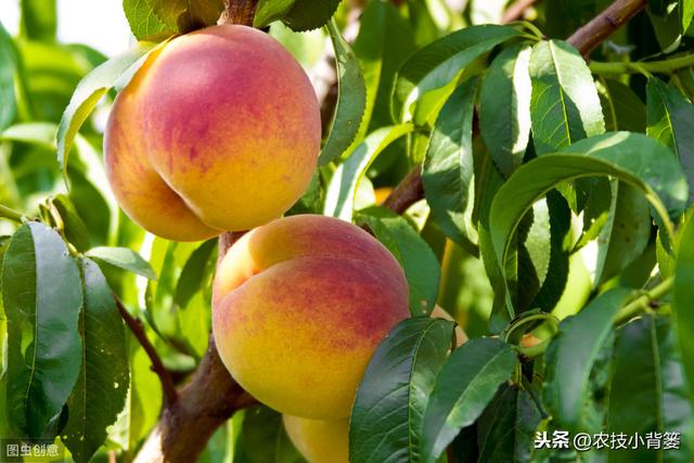 桃树穿孔病危害大、防治难，夏季高温多雨易爆发，桃园要早防早治