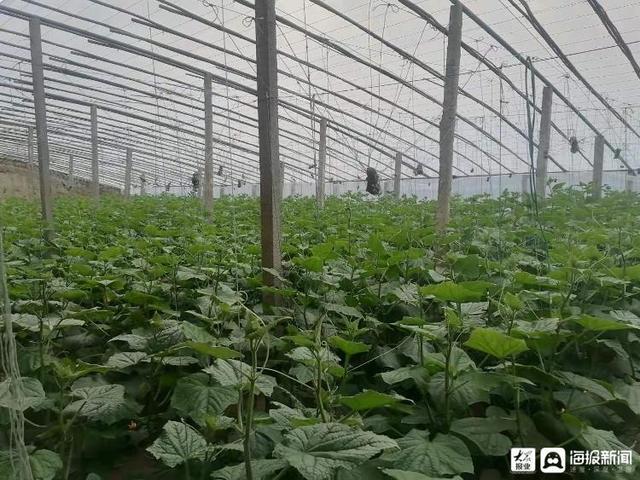 探访山东寿光蔬菜批发市场：黄瓜西红柿集中上市“菜篮子”供应充足