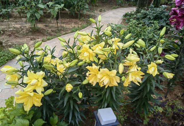 3种漂亮花，养在庭院不错，每年都有花，花朵大花型美，越养越多