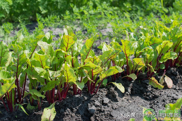 甜菜应该怎么种植能高产？这些方法要掌握