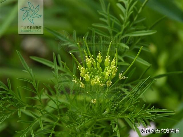 一篇认全北方常见野菜