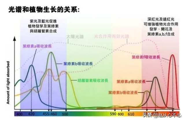 低温下，为什么V2（BR-16）是最适合种植的波罗水稻品种？