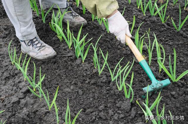 秋季种植大蒜，播种时间、深度、株行距你了解多少？别搞错了