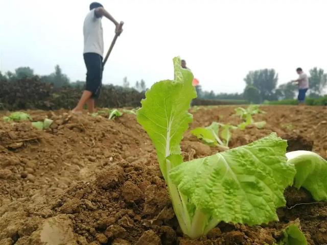 种植白菜有技巧，掌握好这几点，出苗快、包心好、产量高