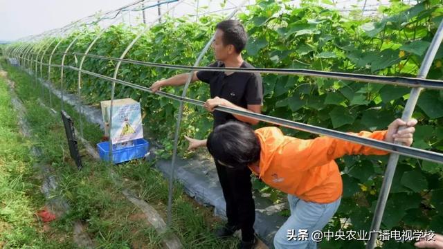 【田间示范秀】凶悍胡蜂的田间保卫战