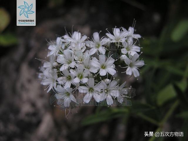 一篇认全北方常见野菜