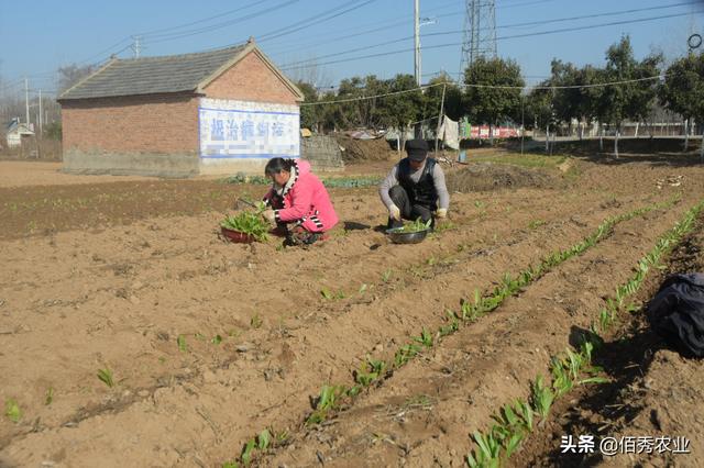 寒冬腊月，农民露天种植蔬菜苗，生长期4个月，亩收益5000多元