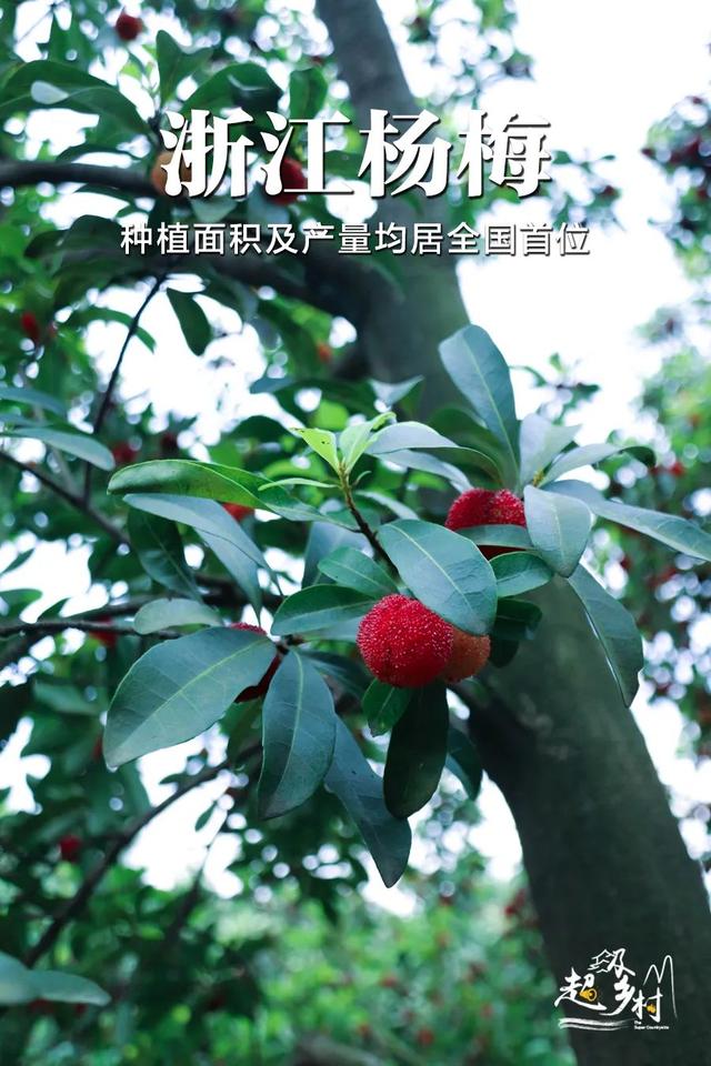 中国最好吃的杨梅，都藏在浙江这些小山村里