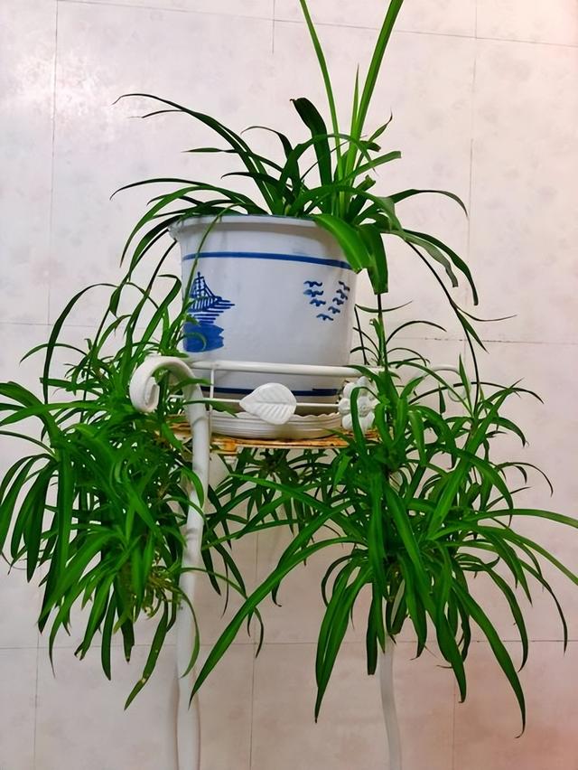 夜间“造氧气”的10种植物，卧室养“睡眠旺”！