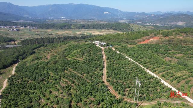 满山“柚”惑挡不住！临武县武水镇太和村2000余亩柚子喜获丰收