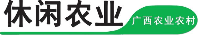 崇左这个小乡村6000亩青梅花怒放，错过等一年