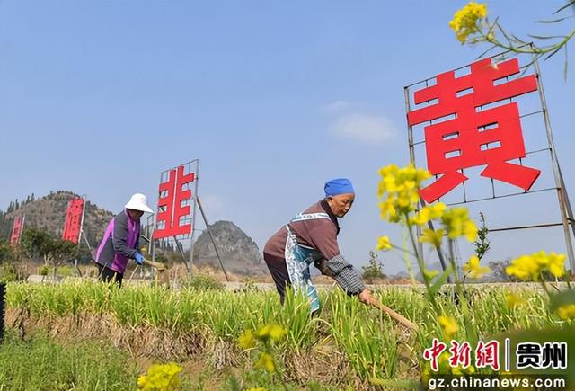 这个“黄金草”如此娇贵，村民还给它盖了房子