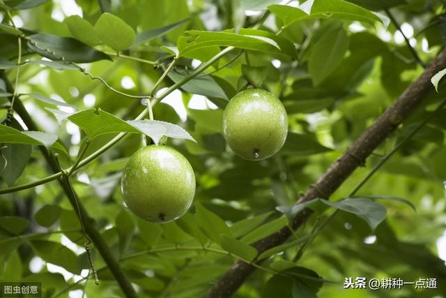 百香果种植气候条件与管理措施分析知识研究