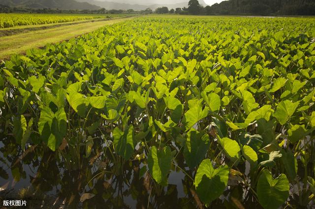 “福鼎槟榔芋”密植覆膜高产栽培技术，看看这5大方面要点