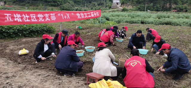 元胡丰收采挖忙，喜获丰收“金豆豆”