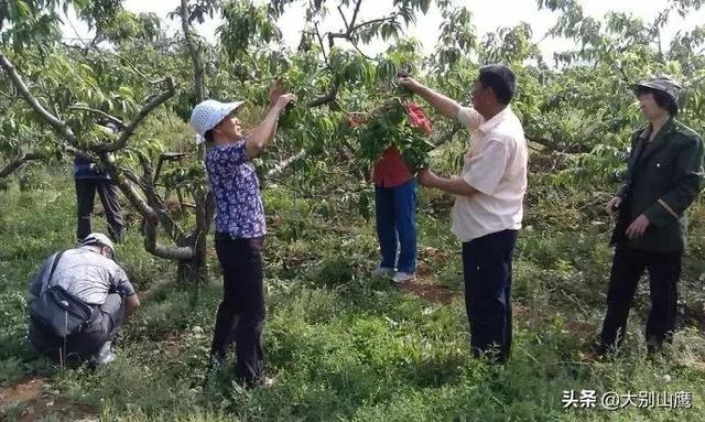 桃园要想高产，管理环节是关健，你不得不知道的桃树生产管理细节