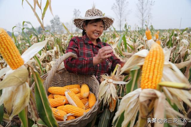 夏玉米啥时候播种穗大籽饱产量高？怎样播种才能亩产1700斤？