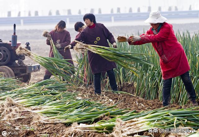 大葱种植找工难、用工贵，咋解决？