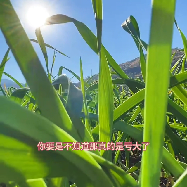 大葱大蒜韭菜干尖黄叶一站解决#大葱种植