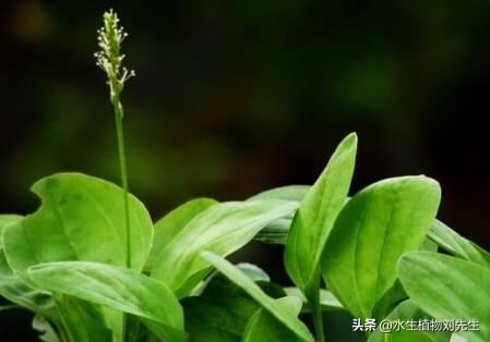 ​水生植物培育｜车前草的栽培方法