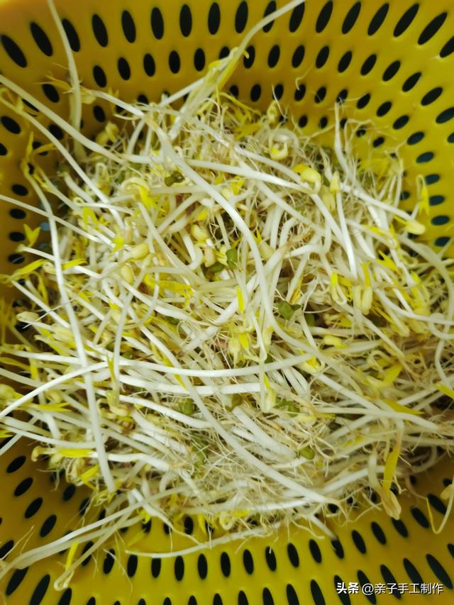 历时5天，绿豆变豆芽的生长日记，最后变成了一盘豆芽菜