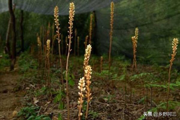 现在农村种植什么药材值钱，好种是关键，可以了解一下