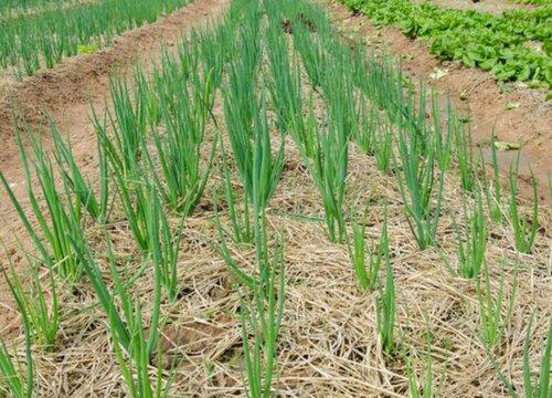 高原夏菜松花菜，膜下滴灌一年两茬高产高效生产技术