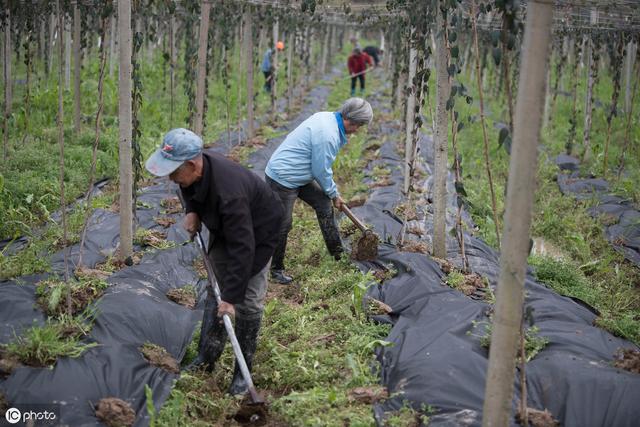 砂糖桔种植技术：砂糖橘种植过程要注意以下两点，大幅度提高产量