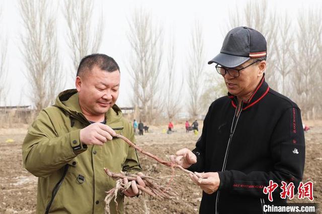 中药材种植为何能成新疆兵团民众增收新渠道？