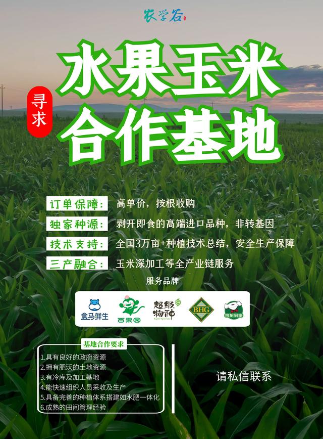 张家口的学员福利！薇娅都在推荐的水果玉米邀您来合作啦