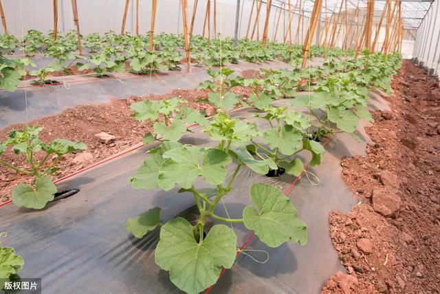 薄皮甜瓜3层覆盖避雨栽培技术，种植甜瓜有方法，欢迎来了解一下