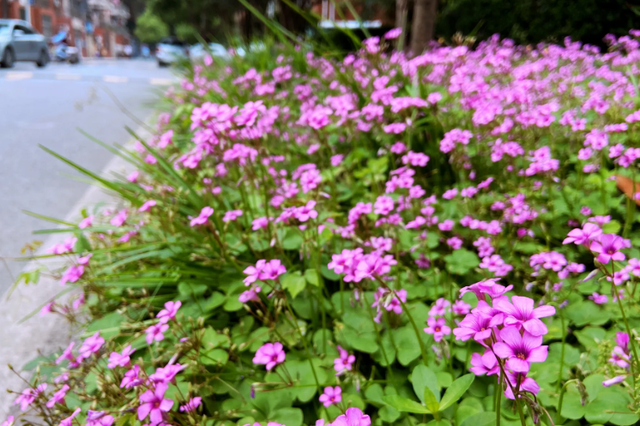 7种漂亮花，人称“流氓花”，喜欢也别种，很多人养了就后悔