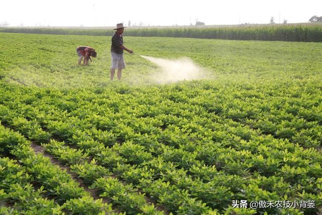 种花生巧施肥，长势好、病害少、果荚多、籽粒饱，增产增收效益好