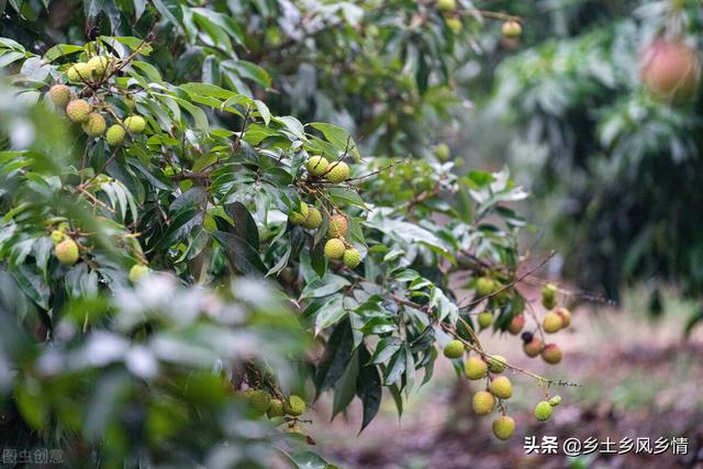 荔枝树在北方能种吗？亚热带果树，不太适合北方种植