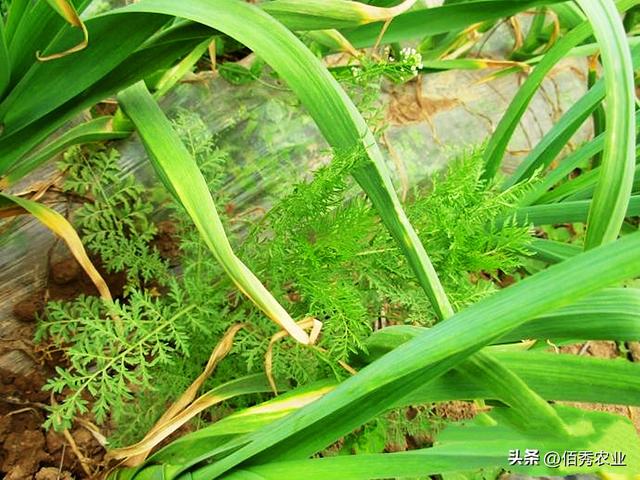 大蒜何时播种，又该如何治虫除草？掌握3点技术，获得高产并不难