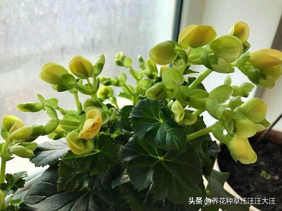 丽格海棠养护并不难，只需简单了解，生得叶如“玉”花如“环”