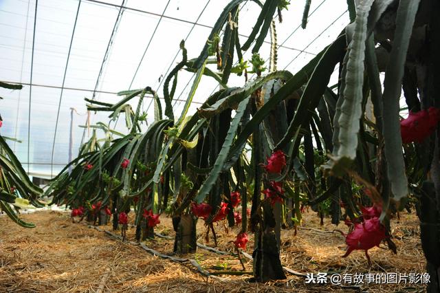 火龙果种植技术！火龙果大棚的栽植管理技术