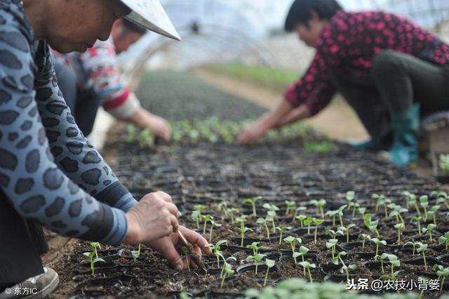 黄瓜种植，如何有效防治靶斑病、霜霉病、细菌性角斑病、炭疽病？